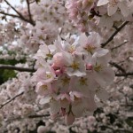 伊賀市岩倉の工場に桜（16.4.6）